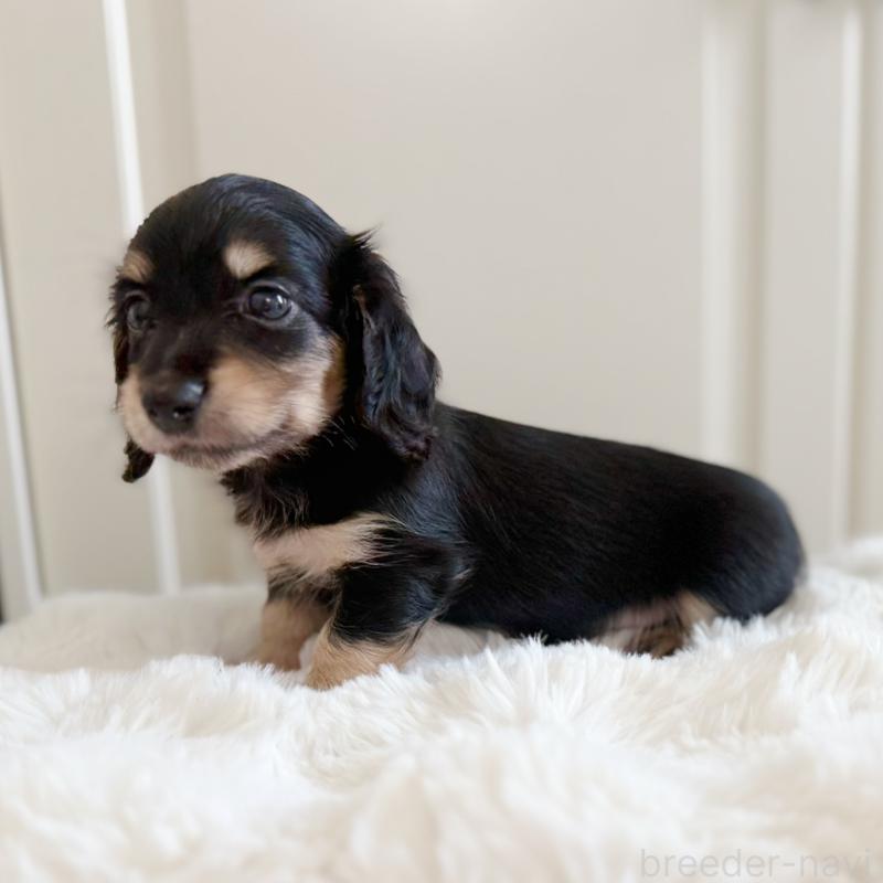 成約済の埼玉県のカニンヘンダックスフンド(ロングヘアード)-407142の3枚目