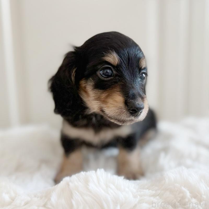 成約済の埼玉県のカニンヘンダックスフンド(ロングヘアード)-407142の2枚目