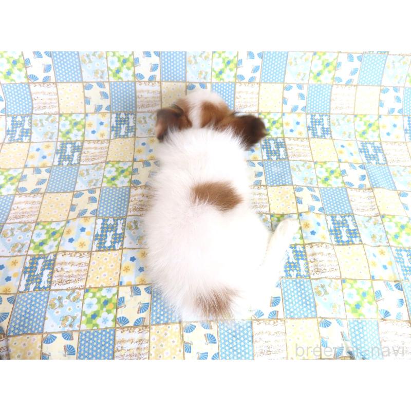 成約済の千葉県のパピヨン-399561の15枚目