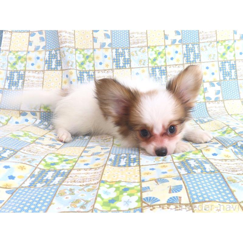 成約済の千葉県のパピヨン-399561の14枚目