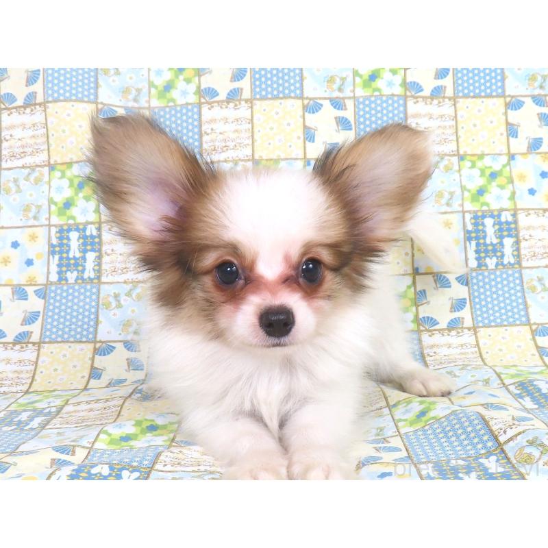 成約済の千葉県のパピヨン-399561の13枚目