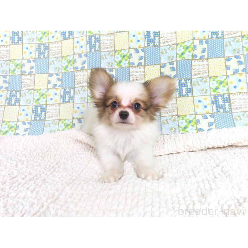 成約済の千葉県のパピヨン-399561の12枚目