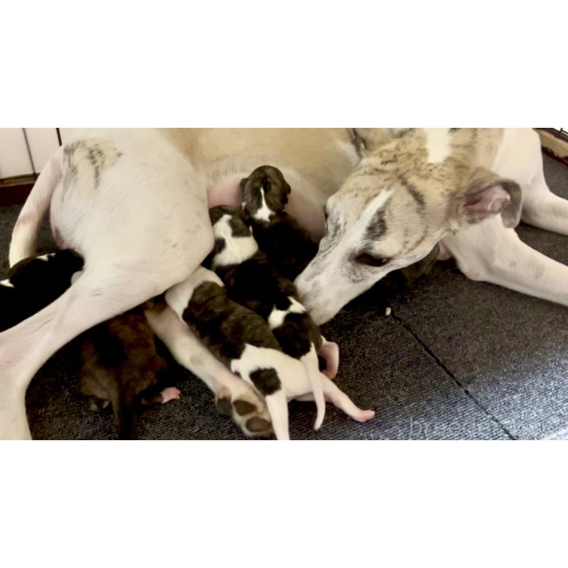 トパーズちゃん1枚目