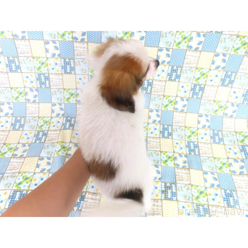 販売中の千葉県のパピヨン-400066の5枚目