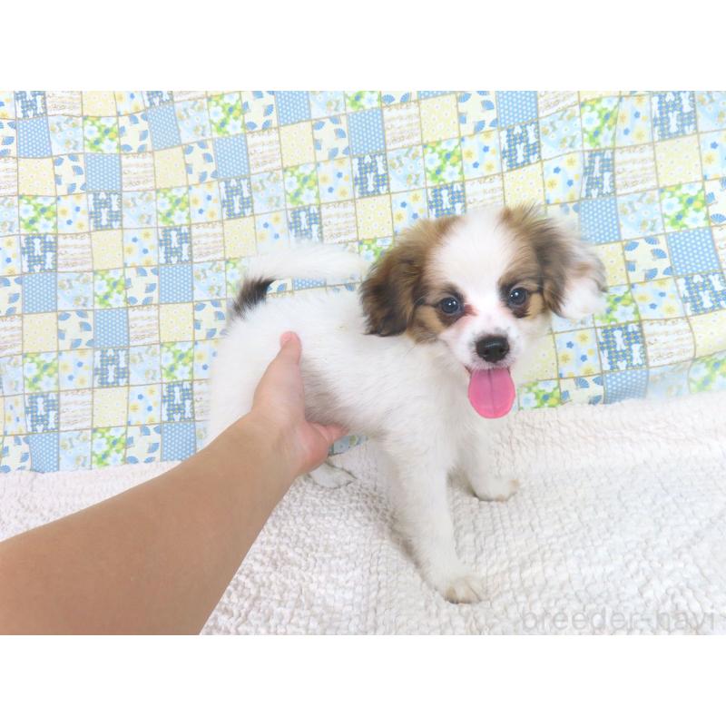 販売中の千葉県のパピヨン-400066の3枚目