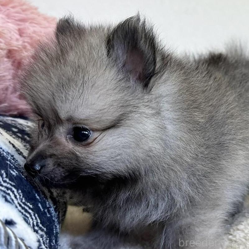 販売中の福岡県のポメラニアン-410430の2枚目