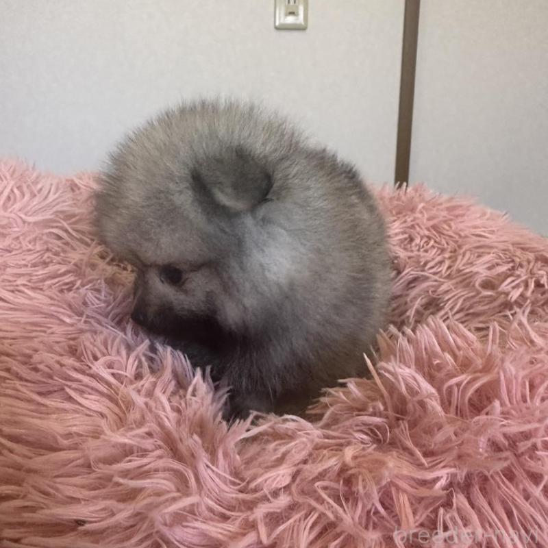 販売中の福岡県のポメラニアン-410435の6枚目