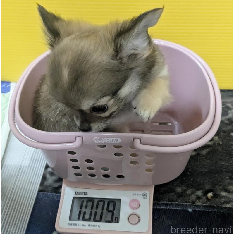 販売中の福井県のチワワ(ロングコート)-410431の2枚目