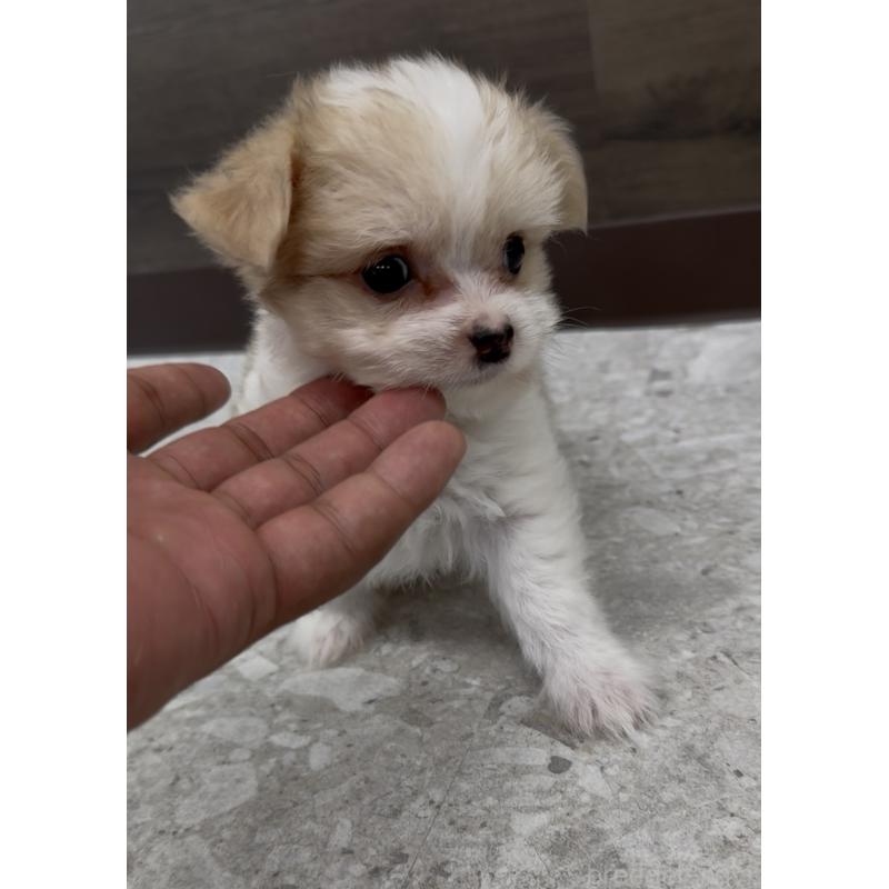 成約済の福岡県のチワマル:チワワ×マルチーズ-406029の3枚目