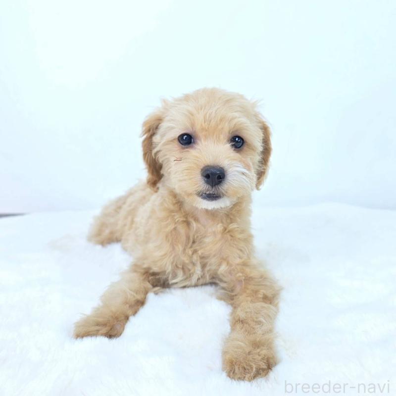 販売中の茨城県のミックス犬-410438の7枚目
