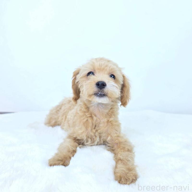 販売中の茨城県のミックス犬-410438の6枚目
