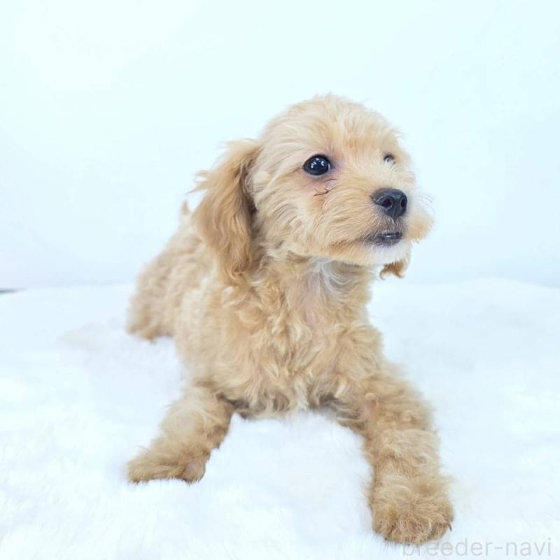 販売中の茨城県のミックス犬-410438の5枚目