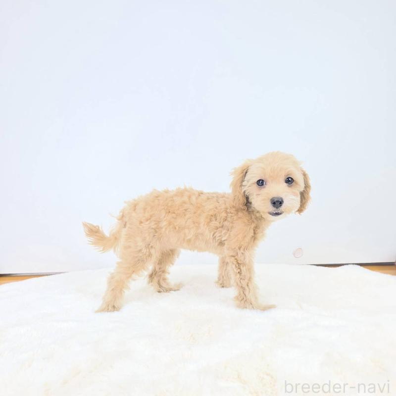 販売中の茨城県のミックス犬-410438の1枚目