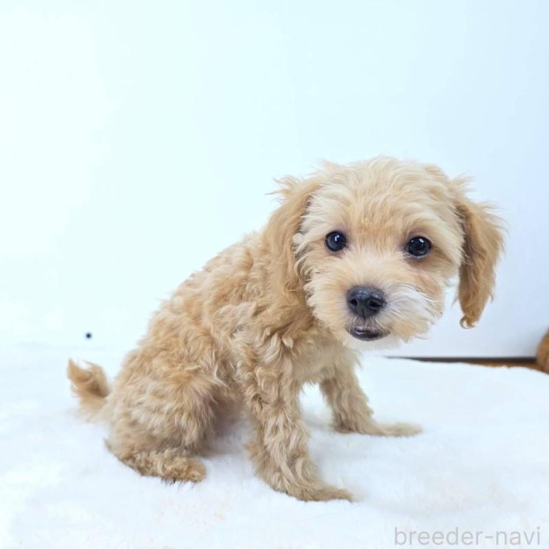 販売中の茨城県のミックス犬-410438の4枚目