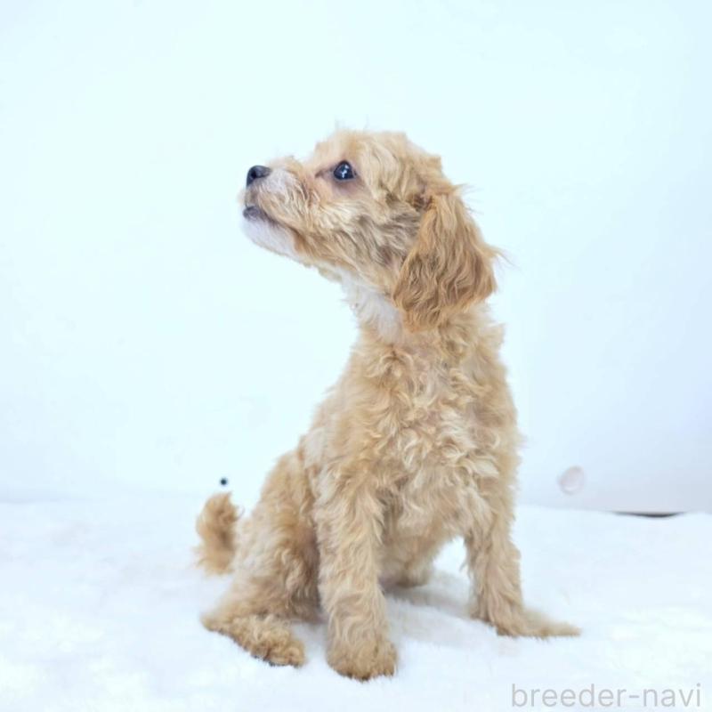 販売中の茨城県のミックス犬-410438の3枚目
