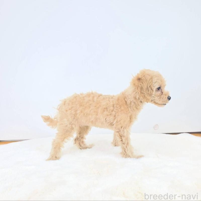 販売中の茨城県のミックス犬-410438の2枚目