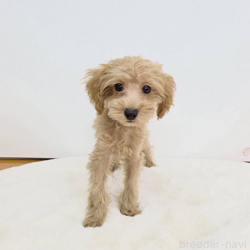 販売中の茨城県のミックス犬-410439