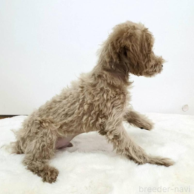 販売中の茨城県のミックス犬-410439の5枚目