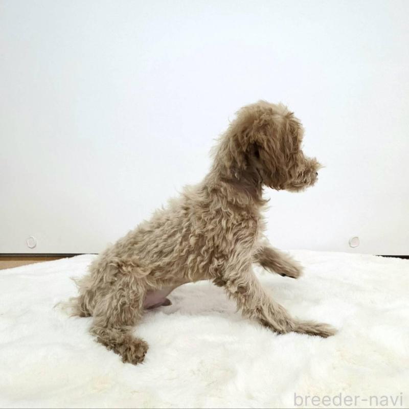 販売中の茨城県のミックス犬-410439の4枚目