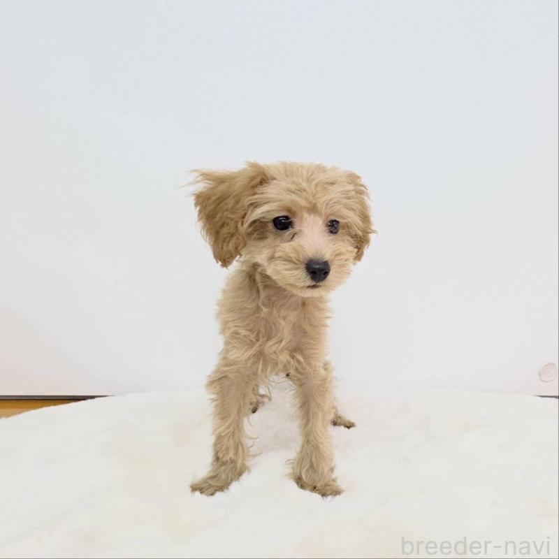 販売中の茨城県のミックス犬-410439の3枚目