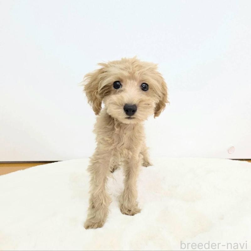 販売中の茨城県のミックス犬-410439の2枚目