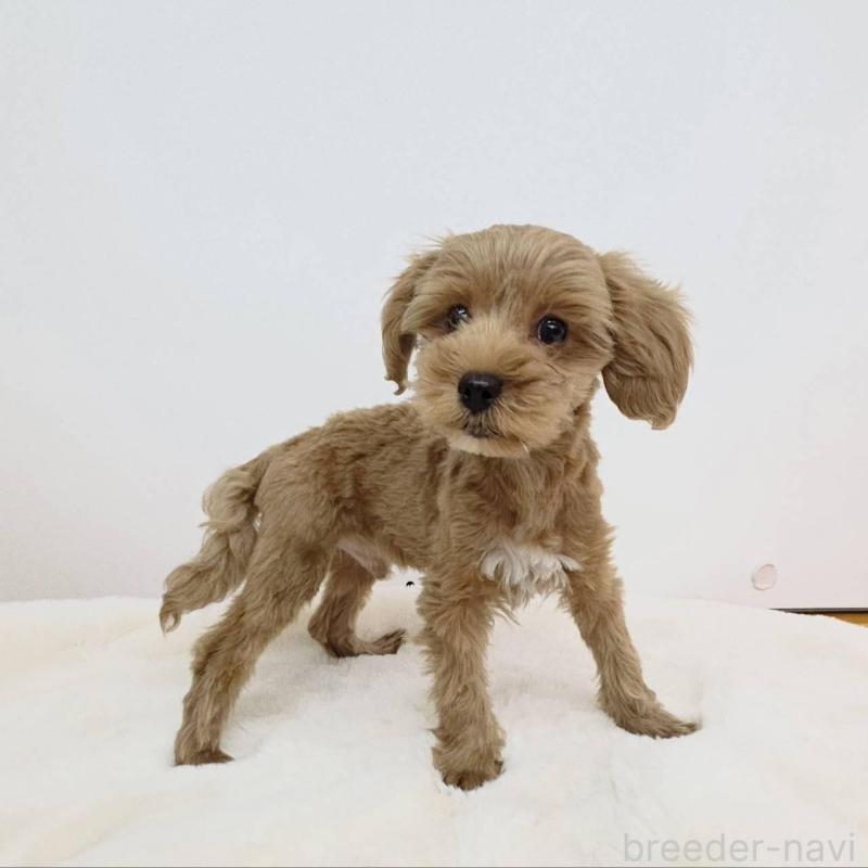 販売中の茨城県のミックス犬-410441