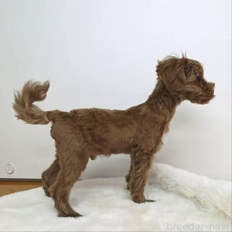 販売中の茨城県のミックス犬-410441の6枚目