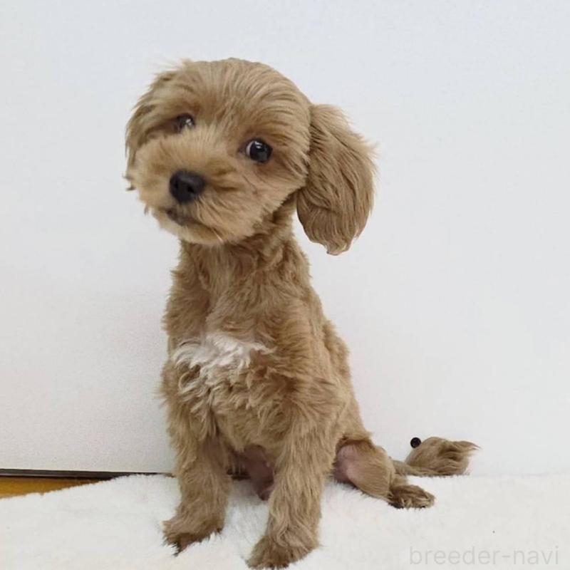 販売中の茨城県のミックス犬-410441の5枚目