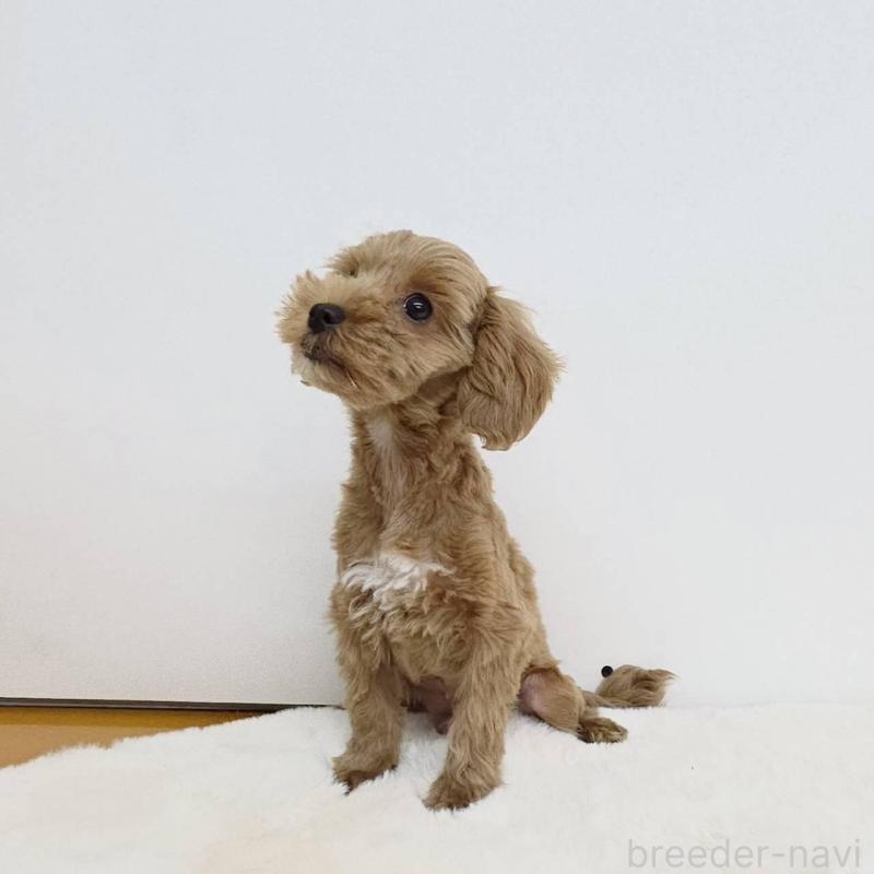 販売中の茨城県のミックス犬-410441の4枚目