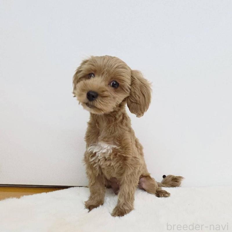 販売中の茨城県のミックス犬-410441の3枚目