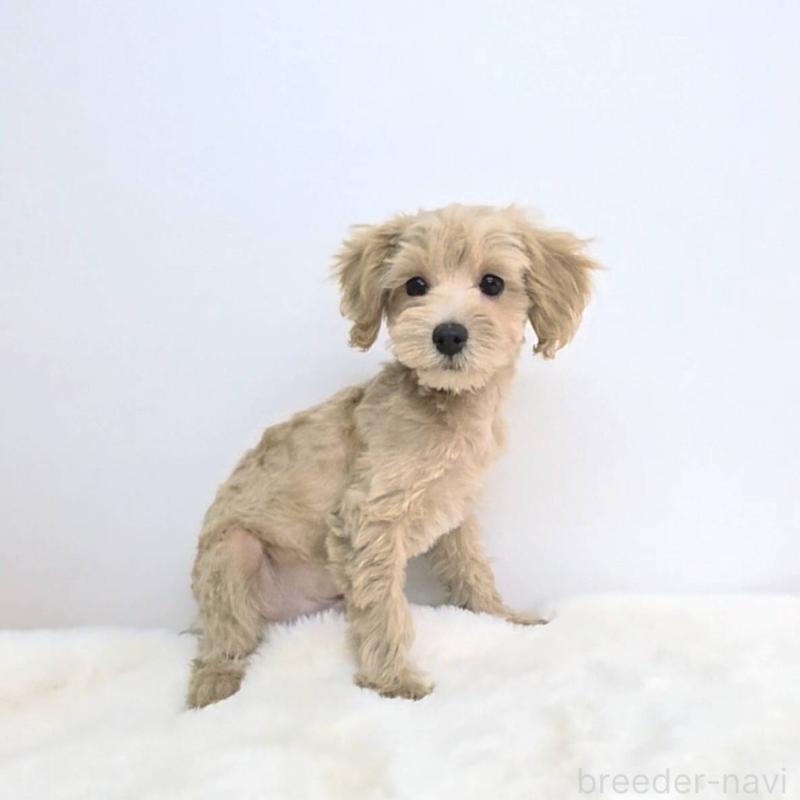 販売中の茨城県のミックス犬-410442