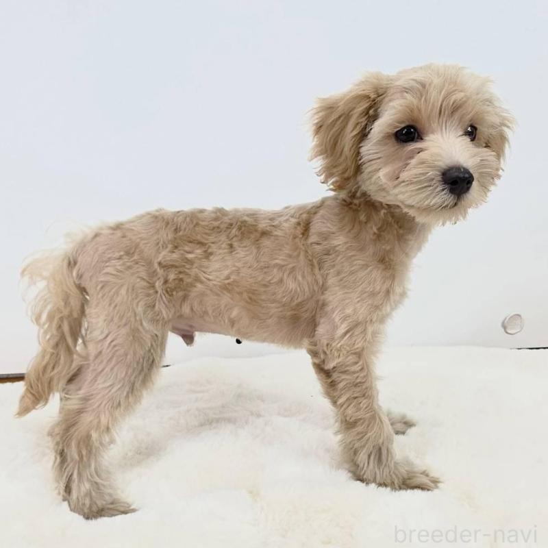 販売中の茨城県のミックス犬-410442の6枚目