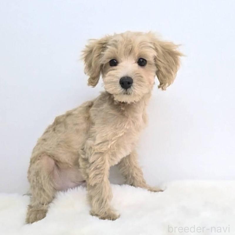 販売中の茨城県のミックス犬-410442の5枚目