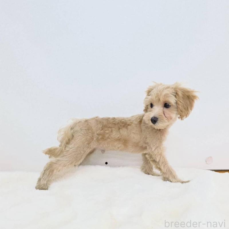 販売中の茨城県のミックス犬-410442の4枚目