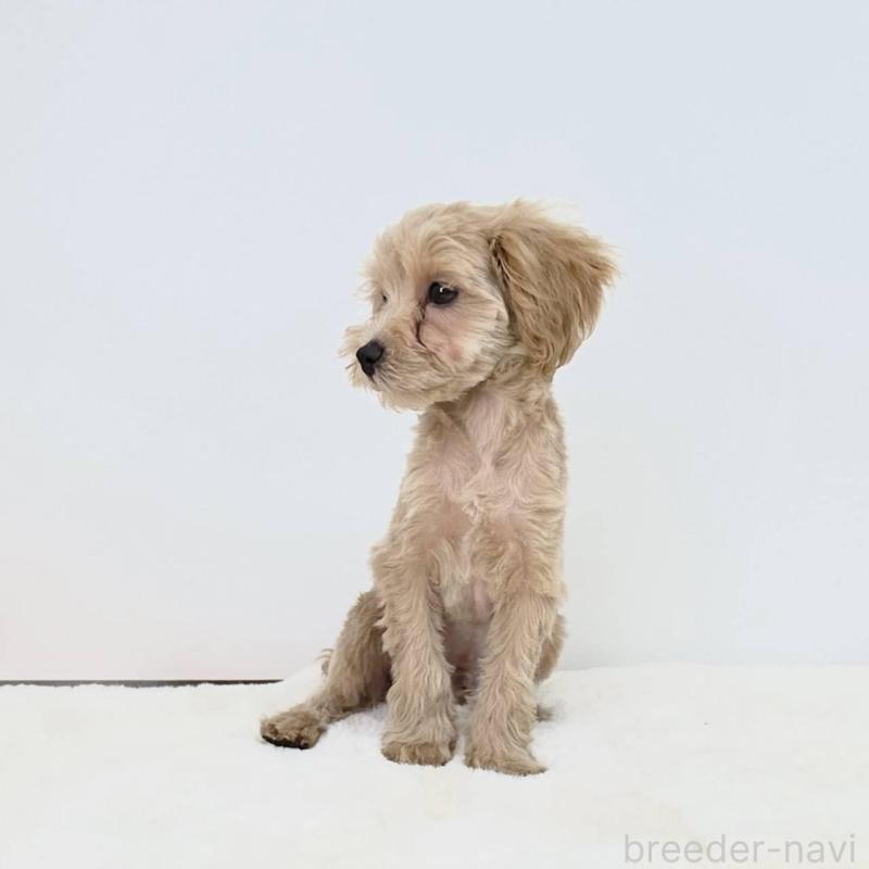 販売中の茨城県のミックス犬-410442の3枚目