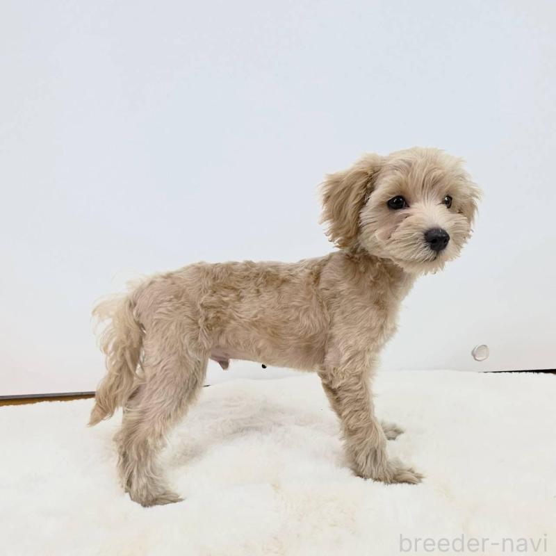 販売中の茨城県のミックス犬-410442の2枚目