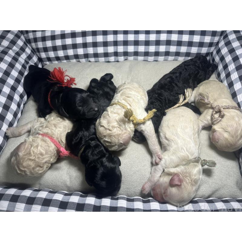 販売中の茨城県のミックス犬-410448の1枚目