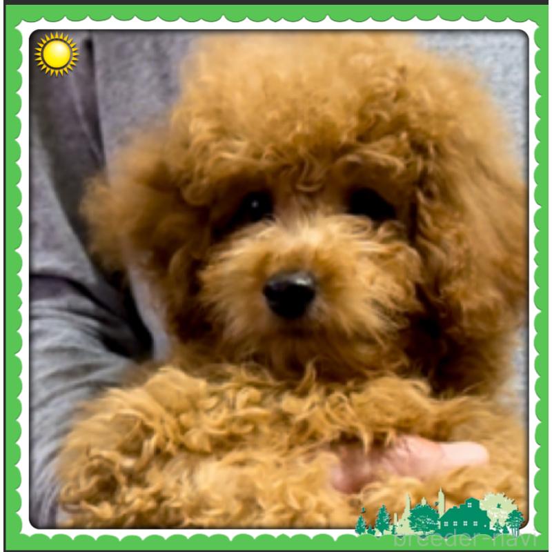 成約済の兵庫県のミックス犬-394531の2枚目