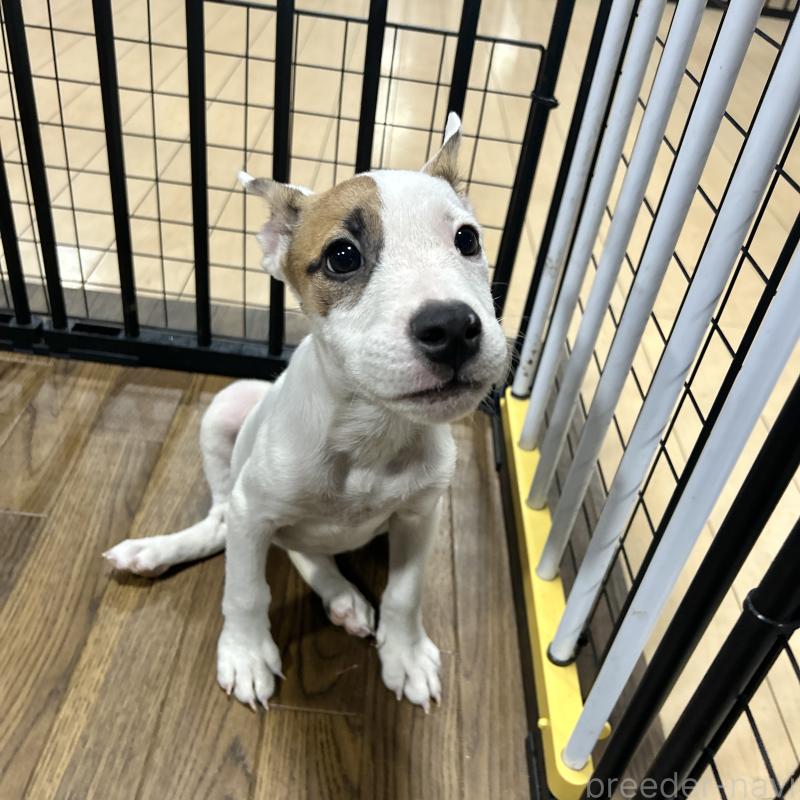 成約済の栃木県のミックス犬-398737の6枚目