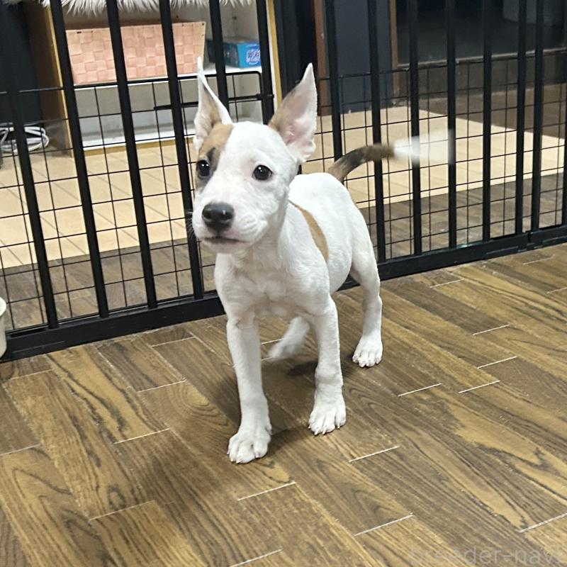 成約済の栃木県のミックス犬-398737の3枚目