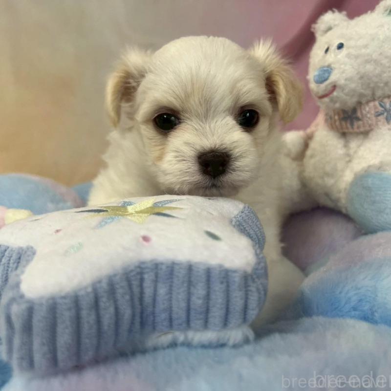 販売中の茨城県のチワマル:チワワ×マルチーズ-410263の2枚目