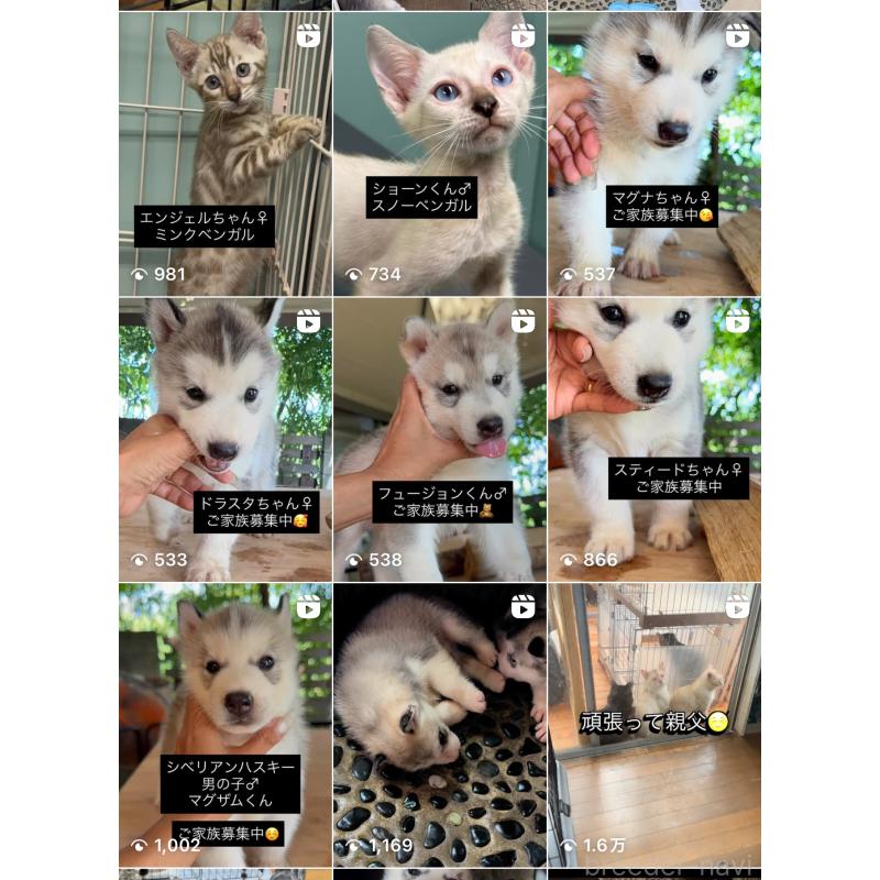 販売中の埼玉県のシベリアンハスキー-410272の5枚目