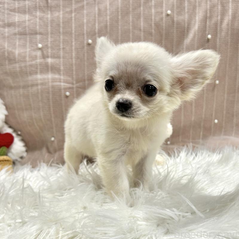 販売中の栃木県のチワプー:チワワ×トイプードル-410487の8枚目