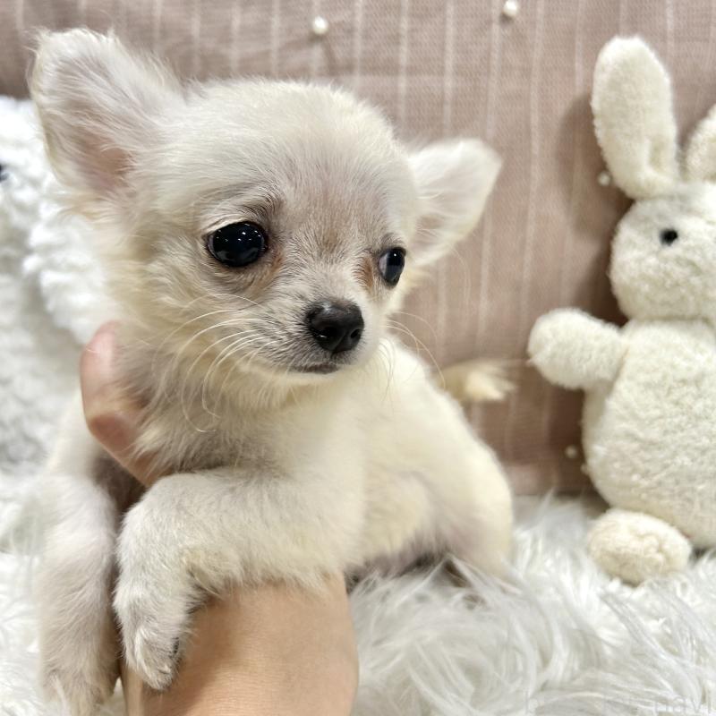 販売中の栃木県のチワプー:チワワ×トイプードル-410487の5枚目