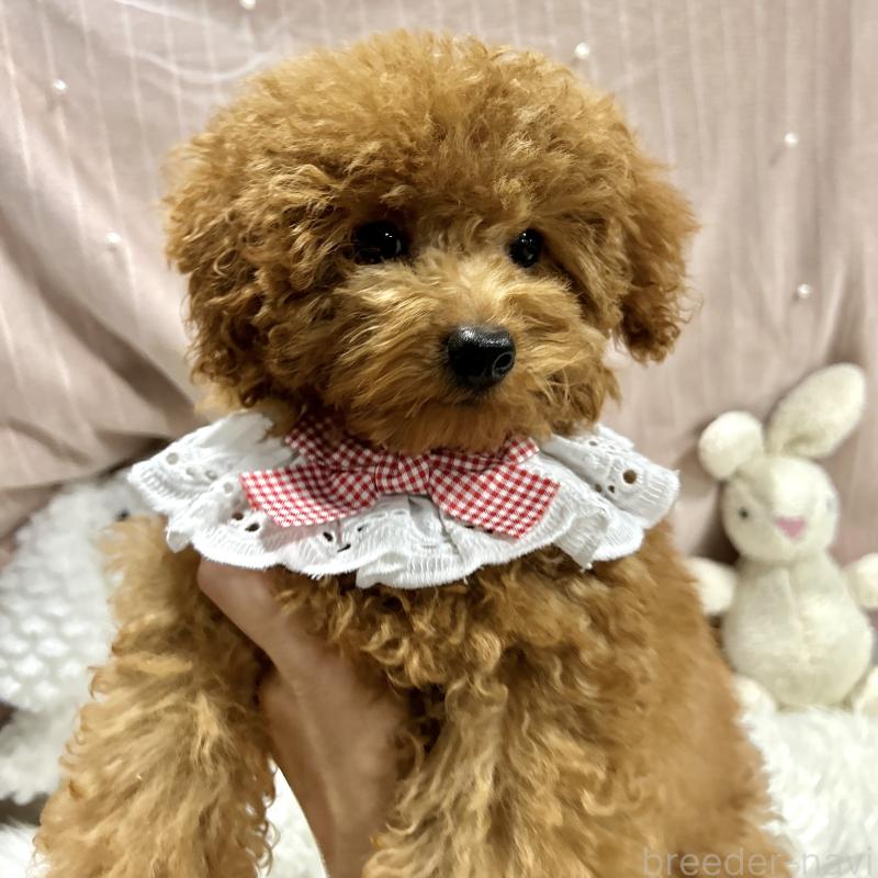 販売中の栃木県のトイプードル-410492の12枚目