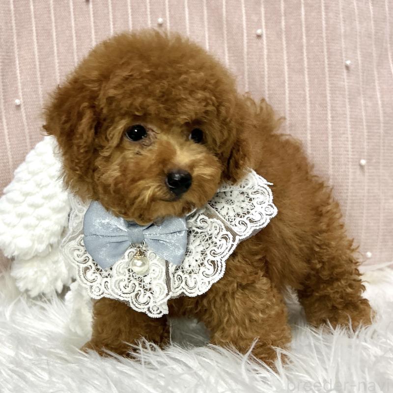 販売中の栃木県のトイプードル-410492の7枚目