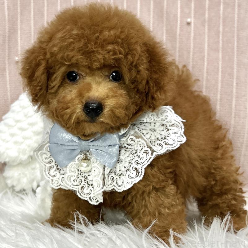 販売中の栃木県のトイプードル-410492の6枚目