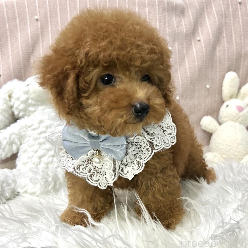 販売中の栃木県のトイプードル-410492の4枚目