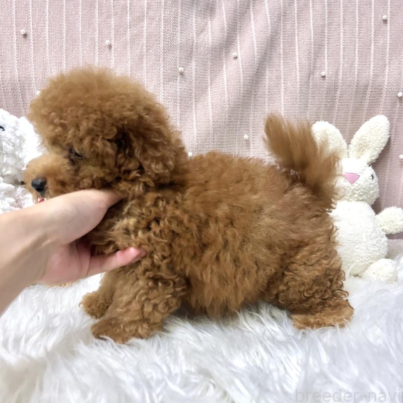 販売中の栃木県のトイプードル-410492の3枚目