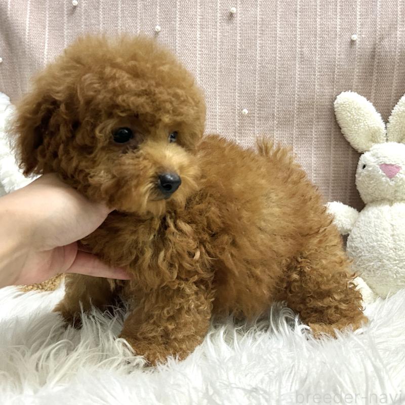 販売中の栃木県のトイプードル-410492の2枚目